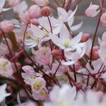 Clematis armandii 'Apple Blossom' - 