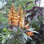 Isoplexis canariensis - 