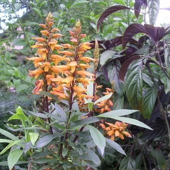 Isoplexis canariensis