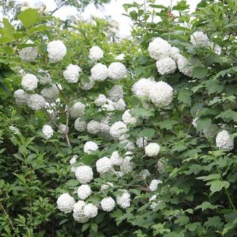 Viburnum opulus 'Roseum'