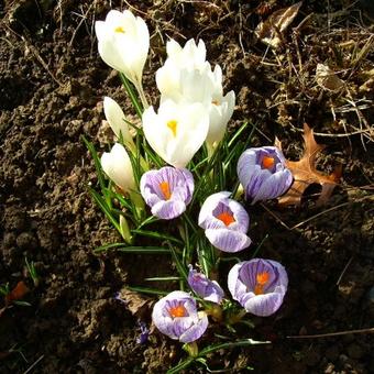 Crocus vernus