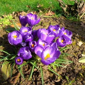 Crocus vernus