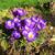 Crocus vernus