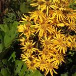 Ligularia dentata - Stern-Ligularie