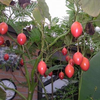 Solanum betaceum