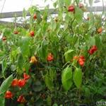 Capsicum baccatum. Bishop's Crown - 