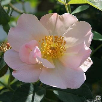 Rosa 'Shropshire Lass'