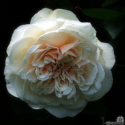 Rosa 'Sombreuil' - 