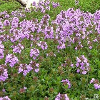 Thymus serpyllum