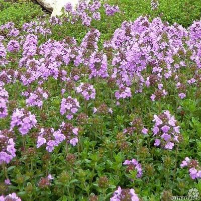 Serpolet - Thymus serpyllum