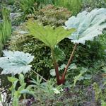 Rheum palmatum var. tanguticum - Rheum palmatum var. tanguticum