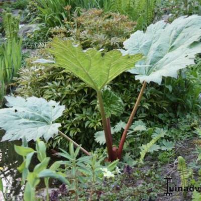 Rheum palmatum var. tanguticum - 