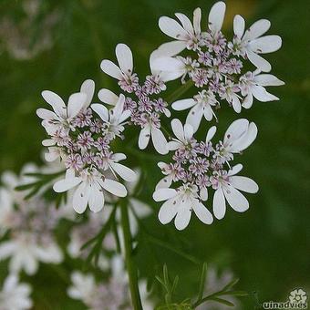 Coriandrum sativum