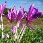 Colchicum autumnale 'Major' - 