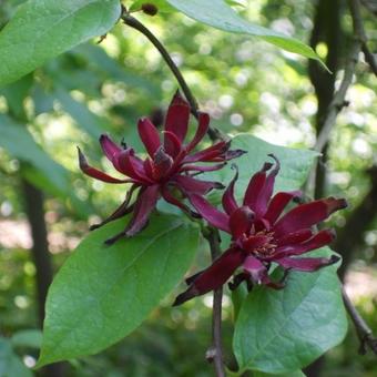 Calycanthus