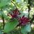 Calycanthus