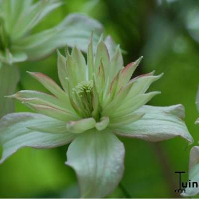 Clematis montana 'Marjorie' - 