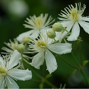 Clematis vitalba 'Paul Farges'