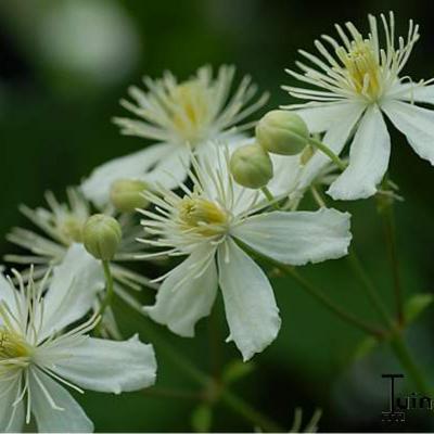 Clematis vitalba 'Paul Farges' - 