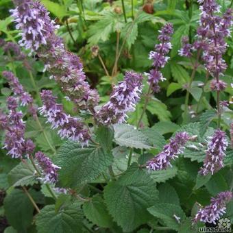 Salvia verticillata 'Hannays Blue'