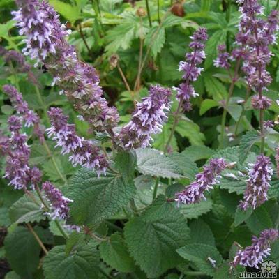 Salvia verticillata 'Hannays Blue' - Salvia verticillata 'Hannays Blue'