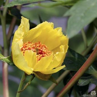 Paeonia delavayi var. lutea