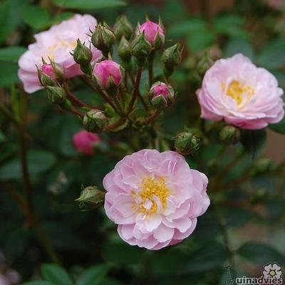 Rosa 'Little Rambler' - 