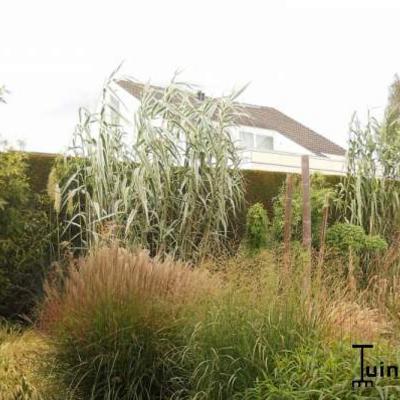 canne de Provence - Arundo donax