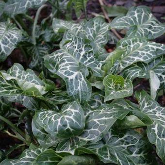 Arum italicum