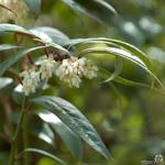 Leucothoe keiskei 'Royal Ruby' - 