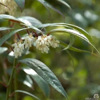 Leucothoe keiskei 'Royal Ruby'