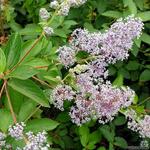 Ceanothus x delilianus 'Gloire de Versailles' - Ceanothus x delilianus 'Gloire de Versailles'