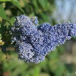 Ceanothus griseus 'Yankee Point' - Ceanothus griseus 'Yankee Point' 