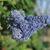 Ceanothus griseus 'Yankee Point'