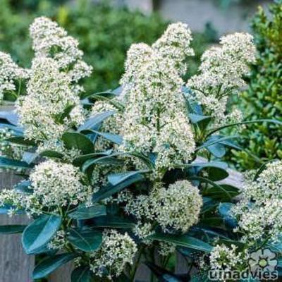 Skimmia japonica 'Finchy'