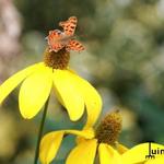 Rudbeckia nitida - Glänzender Sonnenhut