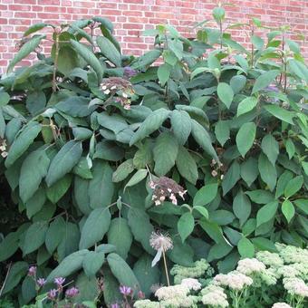 Hydrangea aspera