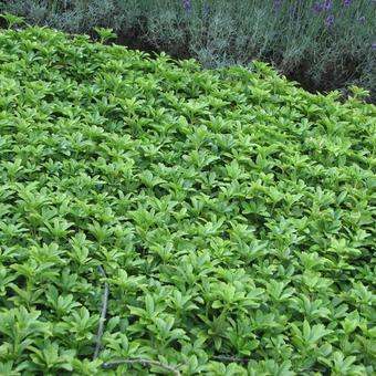 Pachysandra terminalis