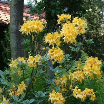 Rhododendron x kosteranum