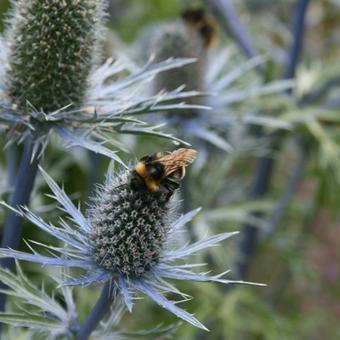 Eryngium planum