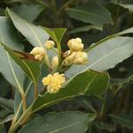 LAURIER, LAURIER NOBLE, LAURIER-SAUCE - Laurus  nobilis