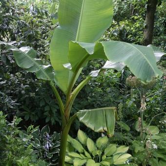 Musa 'Basjoo'