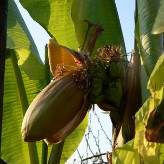 Musa 'Basjoo'