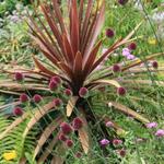 Cordyline australis 'Purpurea' - 