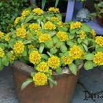 Lysimachia procumbens - 