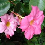 Mandevilla - 