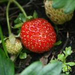 Fragaria x ananassa - Gartenerdbeere