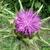 Silybum marianum