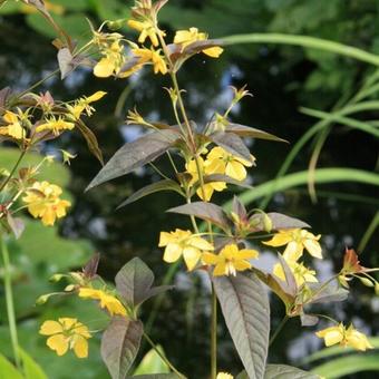 Lysimachia ciliata 'Firecracker'