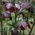 Helleborus orientalis